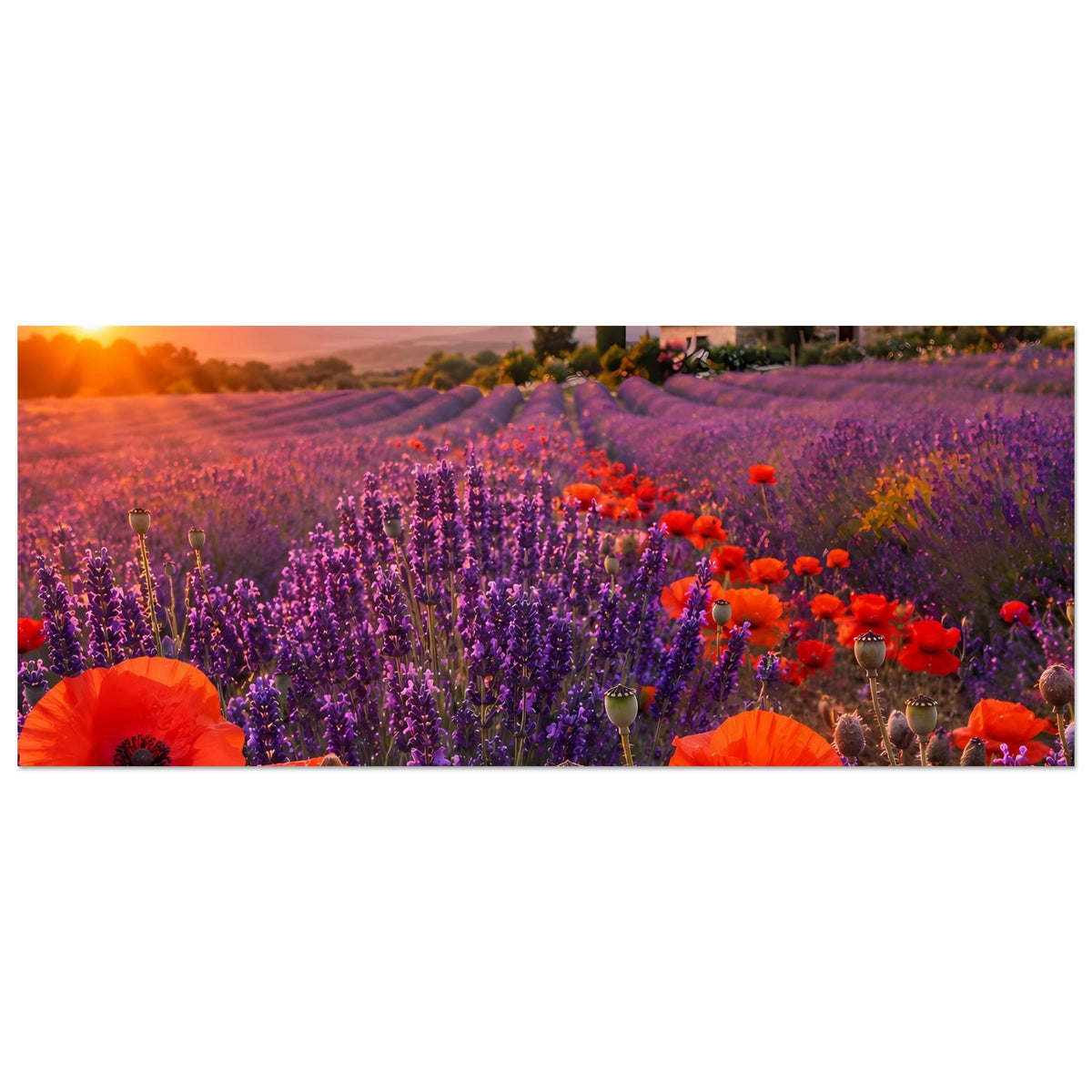Querformat-Poster mit Nahsicht auf Lavendel und orange Mohnblüten, warme Abendsonne im Hintergrund