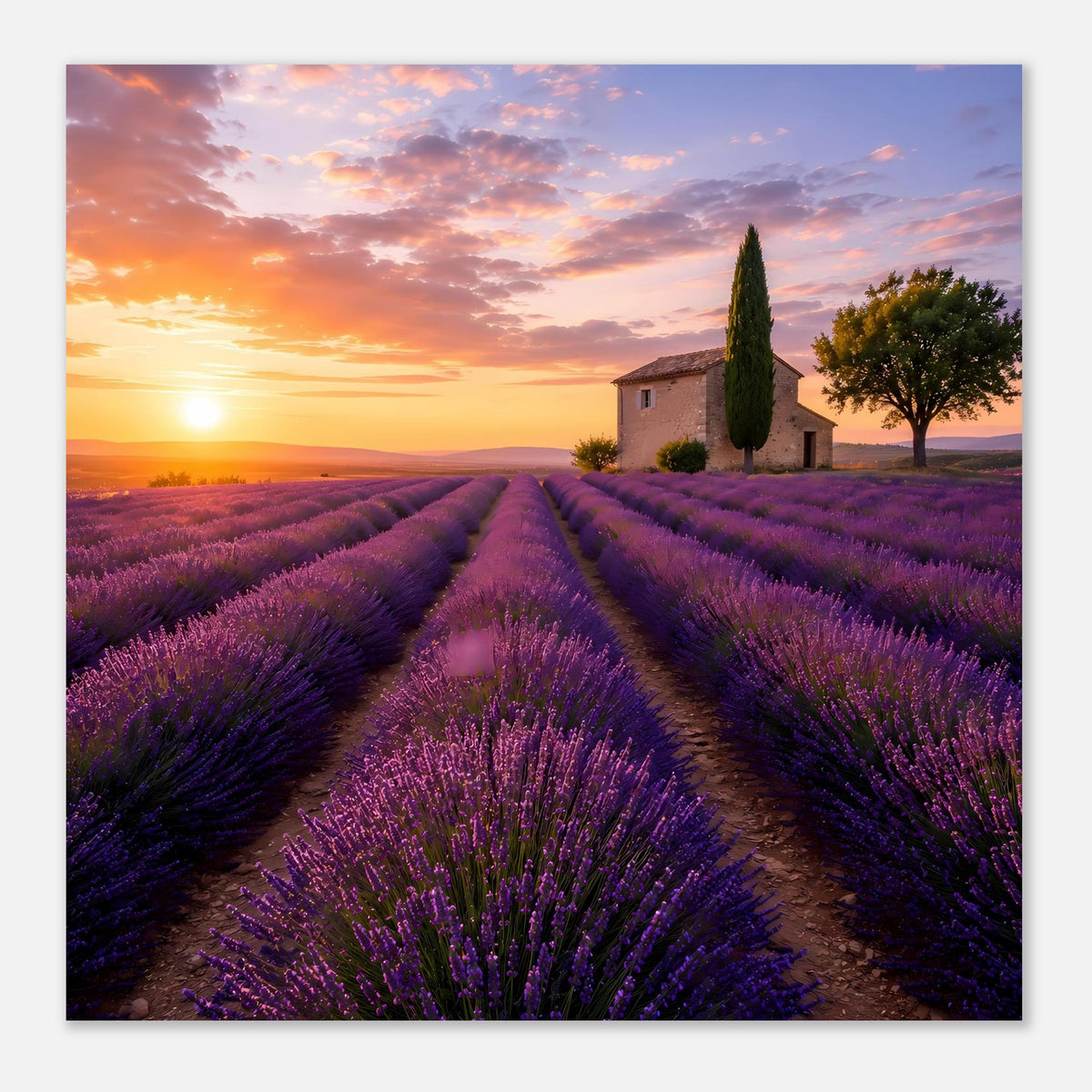 Poster mit Lavendelfeld bei Sonnenuntergang, Mittelweg und kleinem Haus im Hintergrund.
