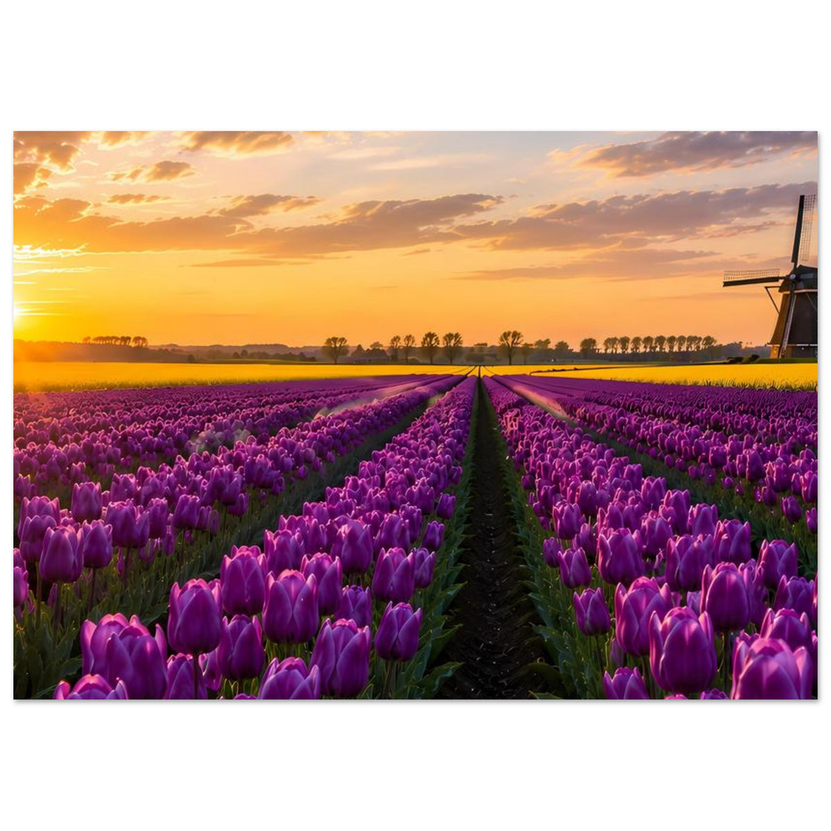 Poster mit violetten Tulpenfeldern, dunklem Mittelweg und Windmühle rechts bei Sonnenuntergang