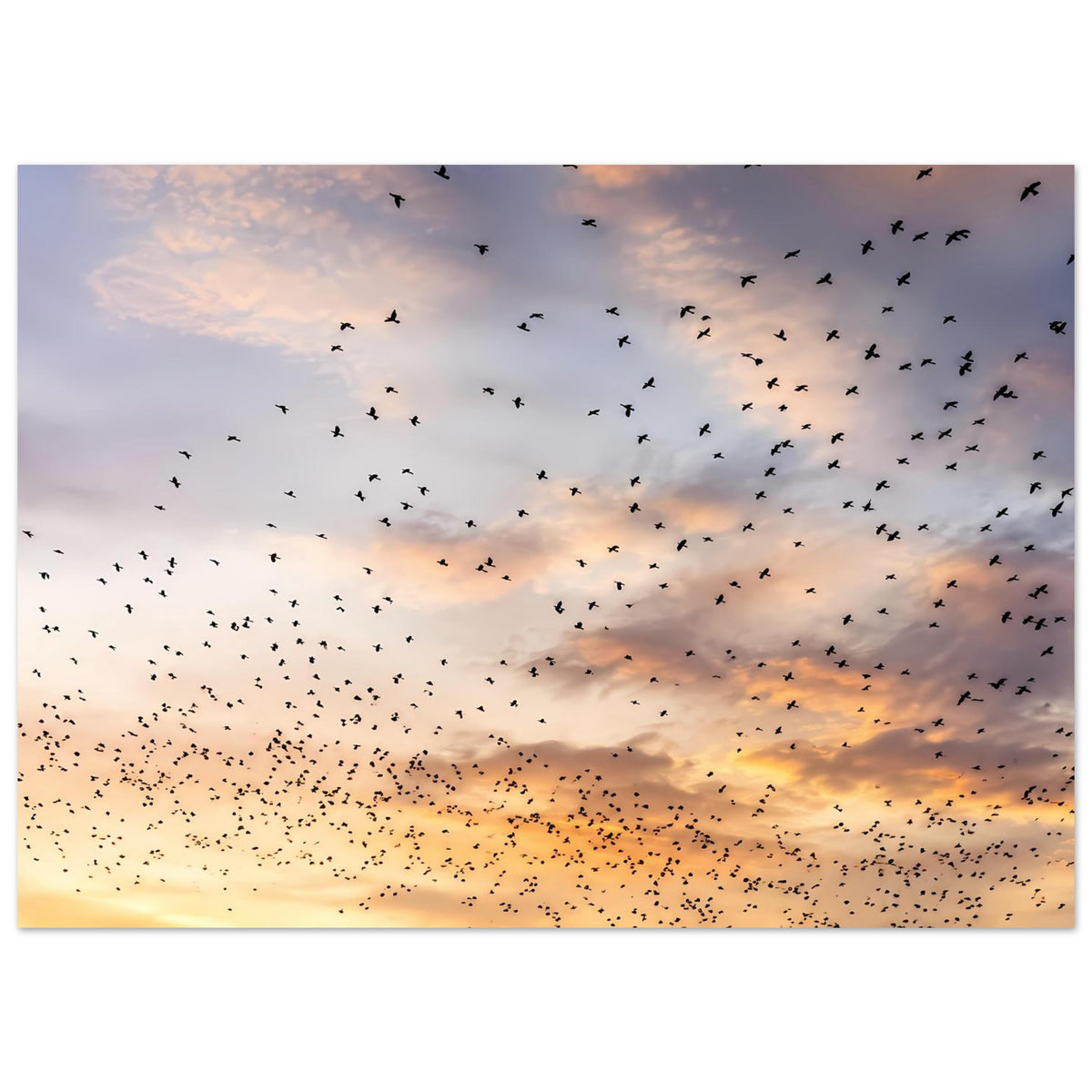 Kunstdruckposter: Vogelschwarm im Abendlicht, goldorange Landschaft mit dunklen Vögeln