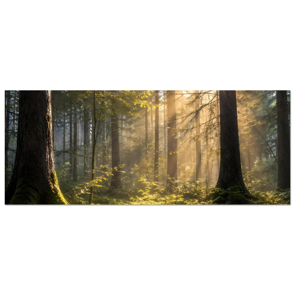 Wald-Poster, horizontal: Sonnenlicht zwischen Baumstämmen, grüner Waldboden mit goldenem Licht