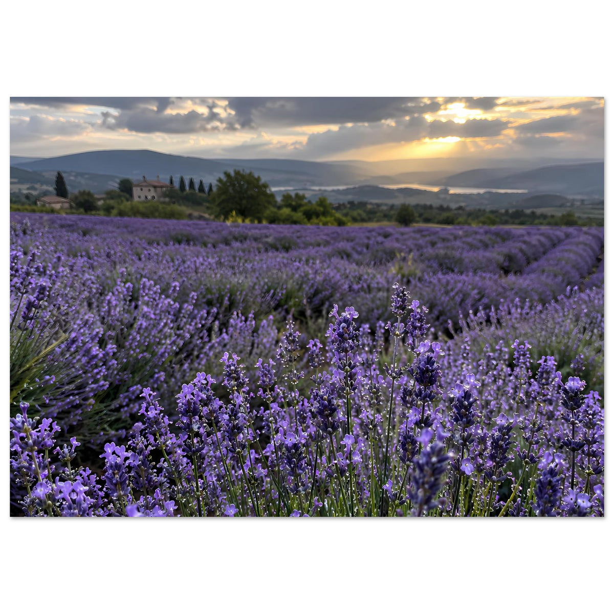 Horizontales Poster: Lavendelblüten in Violett, Landschaft mit warmem Abendlicht