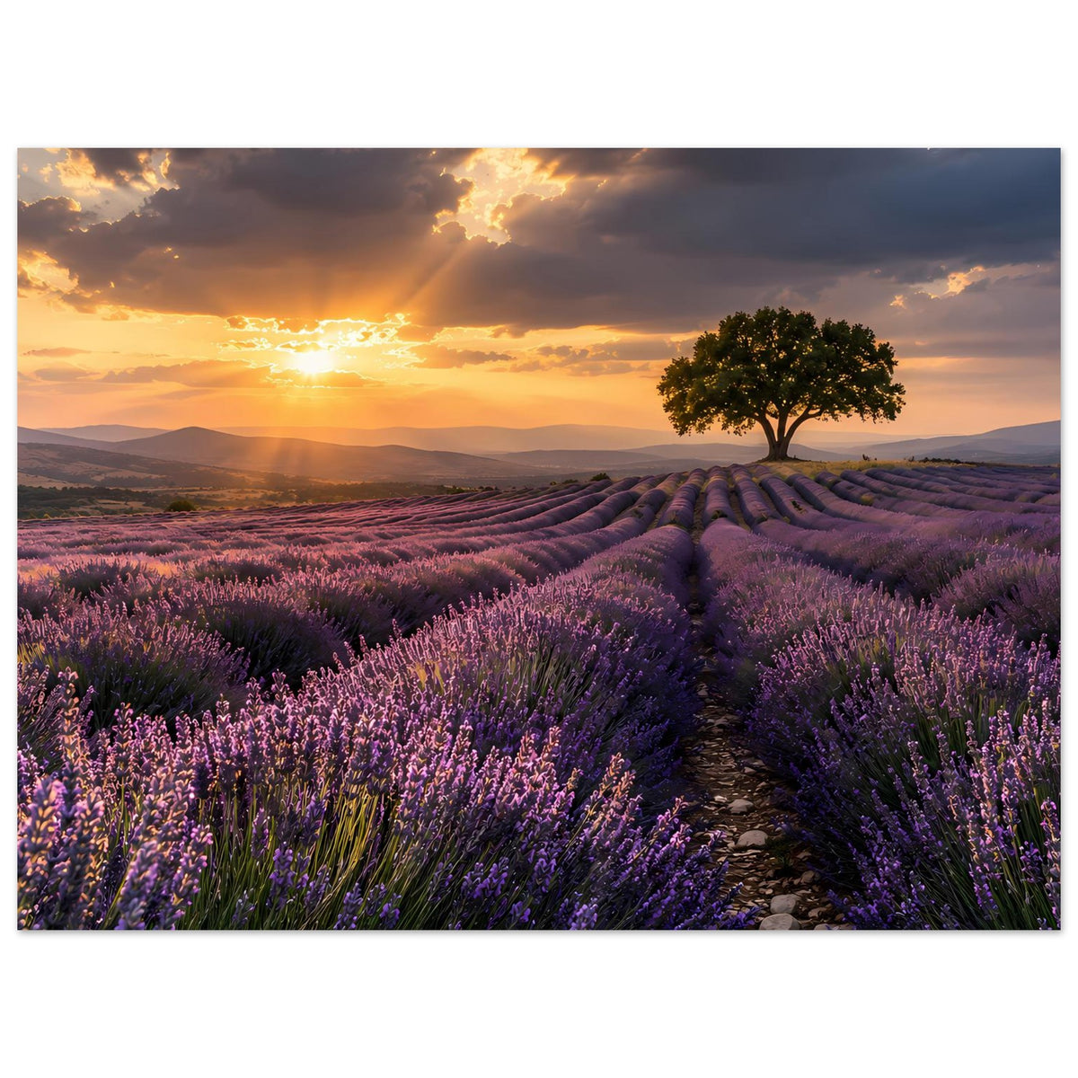 Poster mit Sonnenuntergang über Lavendelfeldern, Baum mittig und Feldweg nach hinten