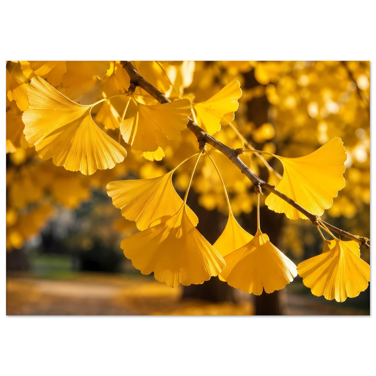 Poster mit goldenen Ginkgo-Blättern an Ast, Querformat und breiter Blattausschnitt