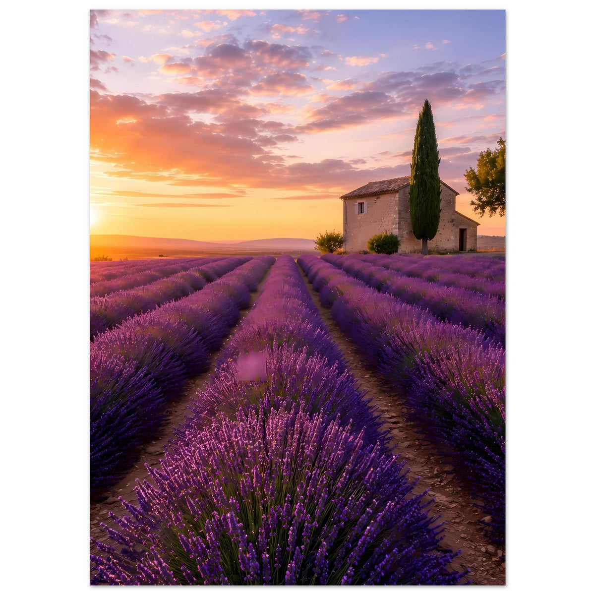 Lavendel-Sonnenuntergang-Poster, Lavendelstreifen bis zum Horizont, Bauernhaus und Zypresse