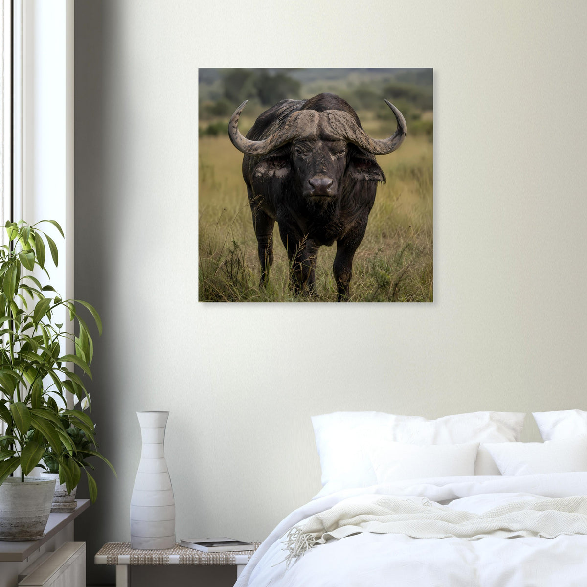 Poster mit schwarzem Büffel im Gras vor dunklem Hintergrund