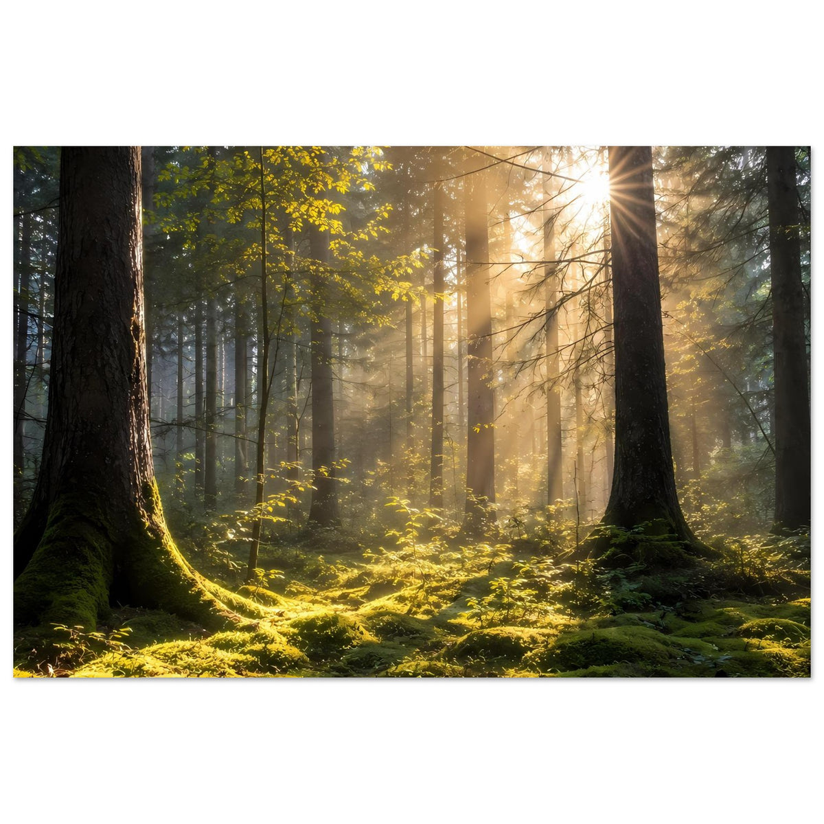 Waldposter im Querformat: Sonnenaufgang im Wald, Moos und kräftige Baumstämme
