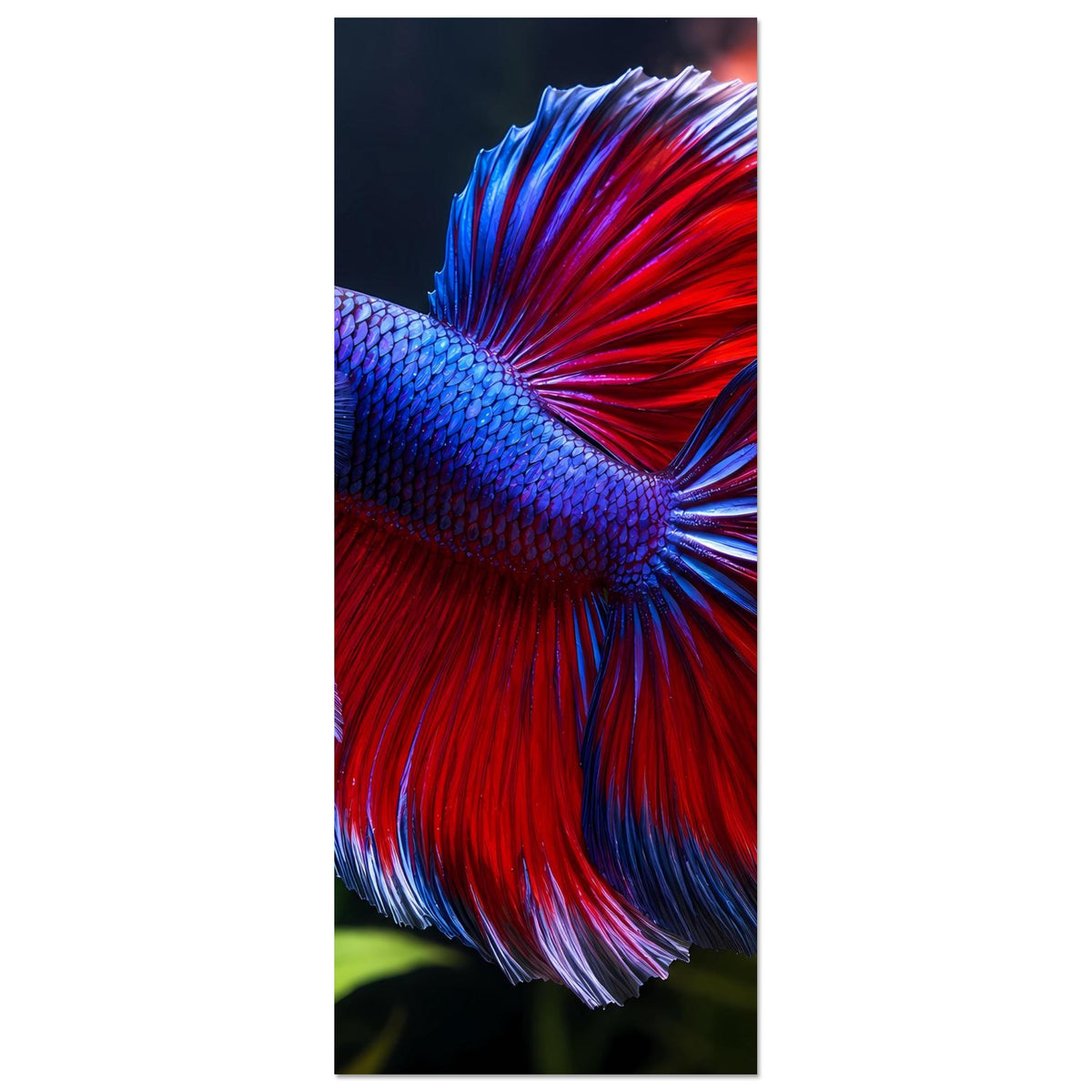Hochformat-Poster mit Betta-Fisch-Ausschnitt: Fokus auf roten Flossenfächer und blauen Körper.