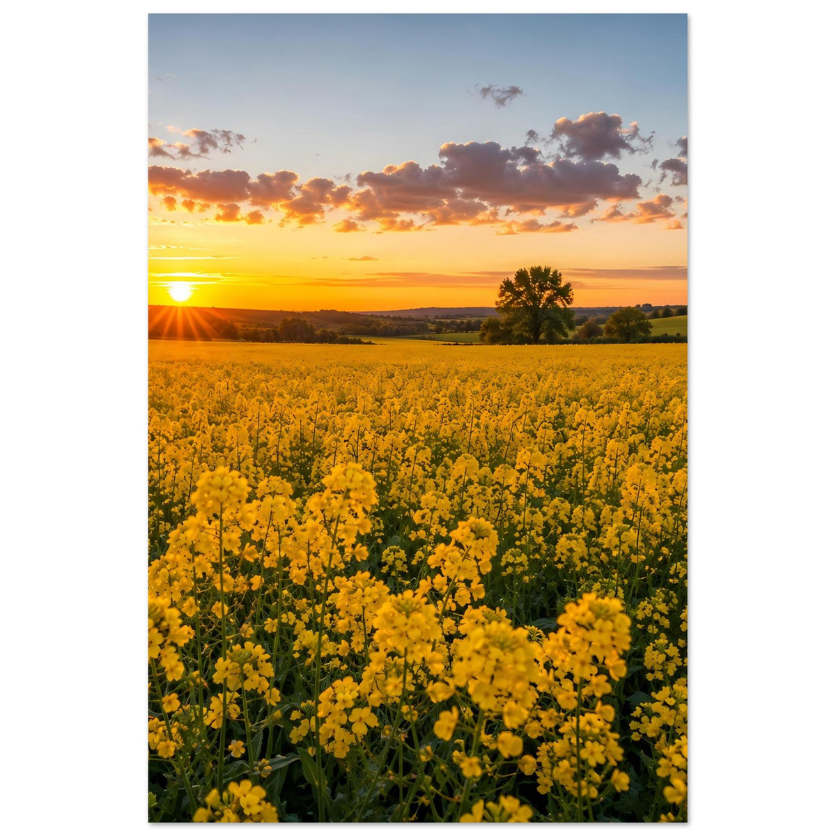 Landschaftsposter: breite gelbe Blumenwiese, Sonnenstrahlen und silhouettierter Baum