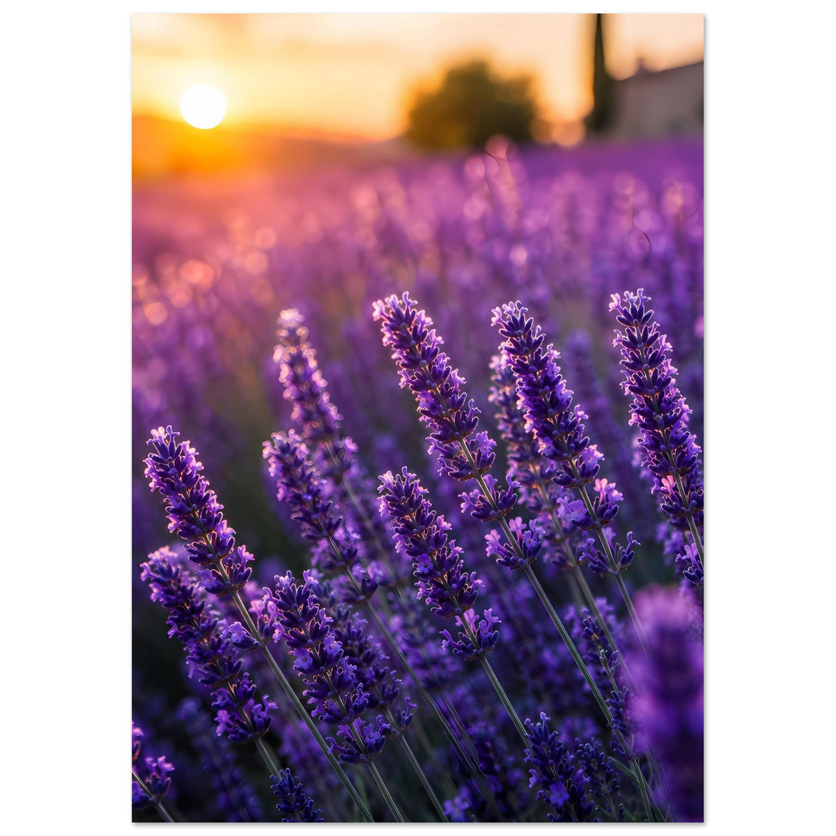 Poster mit violetten Lavendelblüten-Ähren, Motiv über die gesamte Fläche