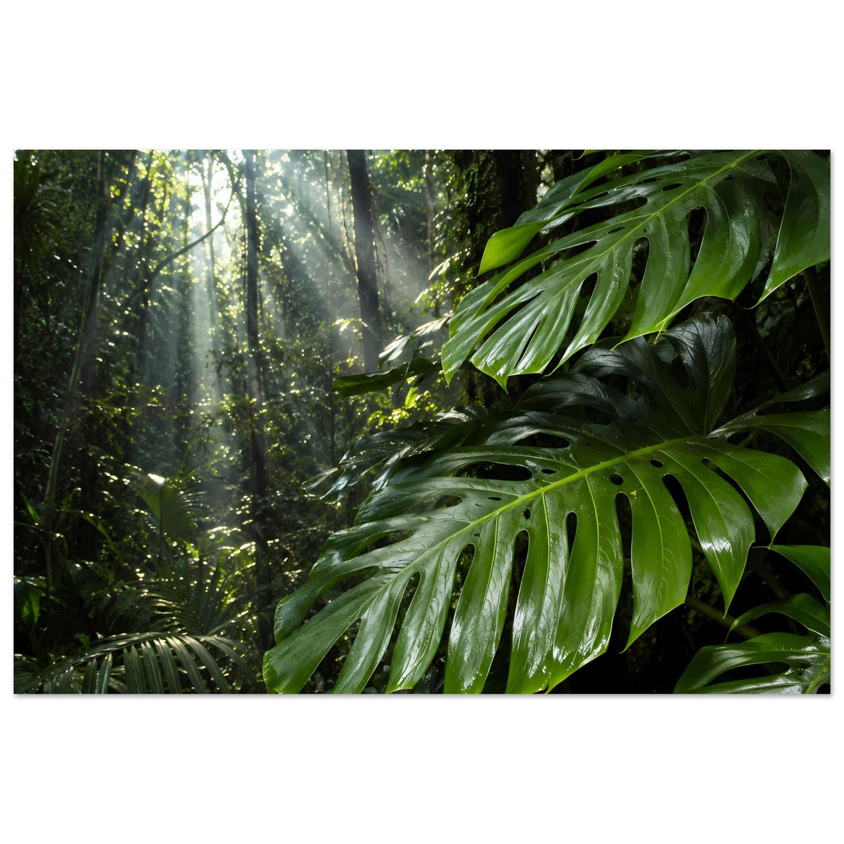 Dschungel-Poster mit großen Monstera-Blättern und Lichtstrahlen zwischen Bäumen