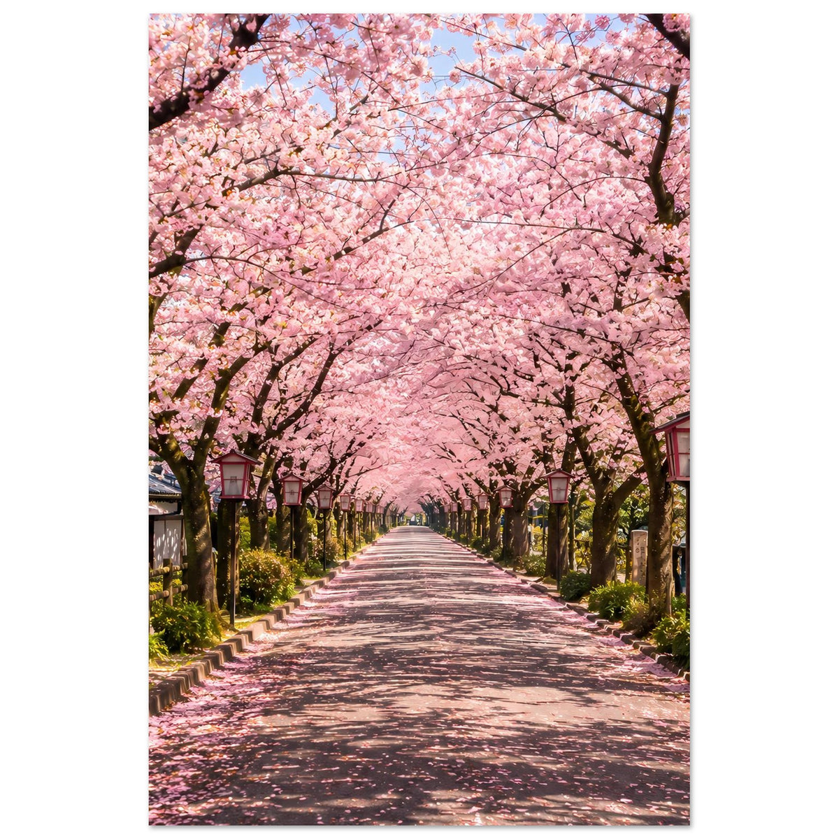 Vertikales Poster mit Kirschblütenallee, dicht rosa Blüten über dem Weg
