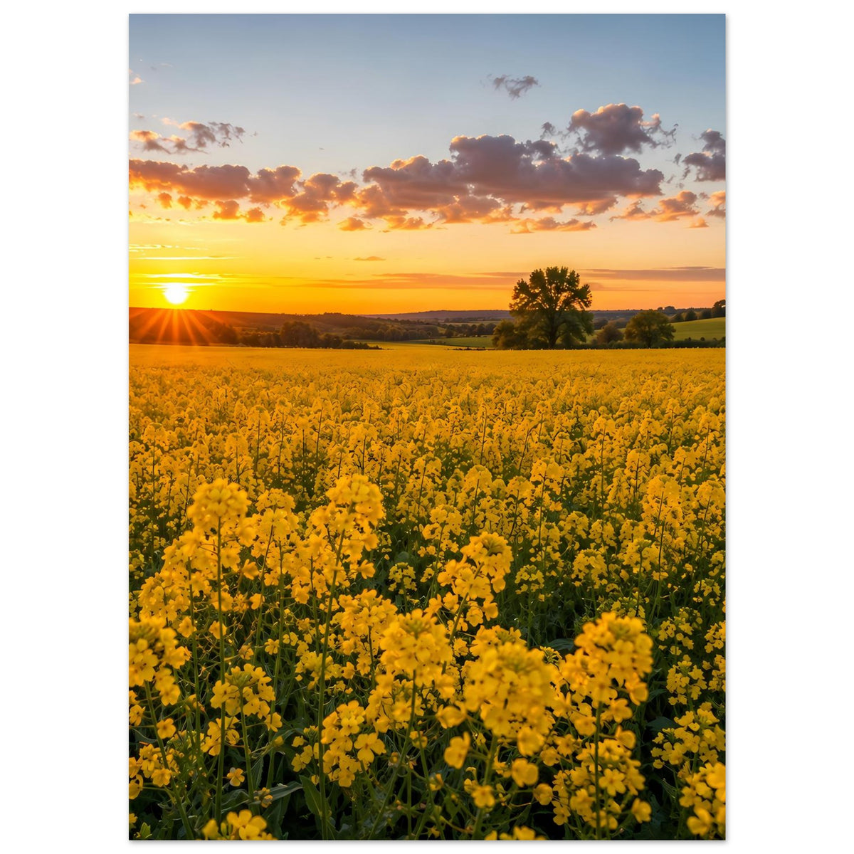 Vertikales Landschaftsposter mit gelbem Blumenfeld und orangefarbenem Himmel, große Sonne links