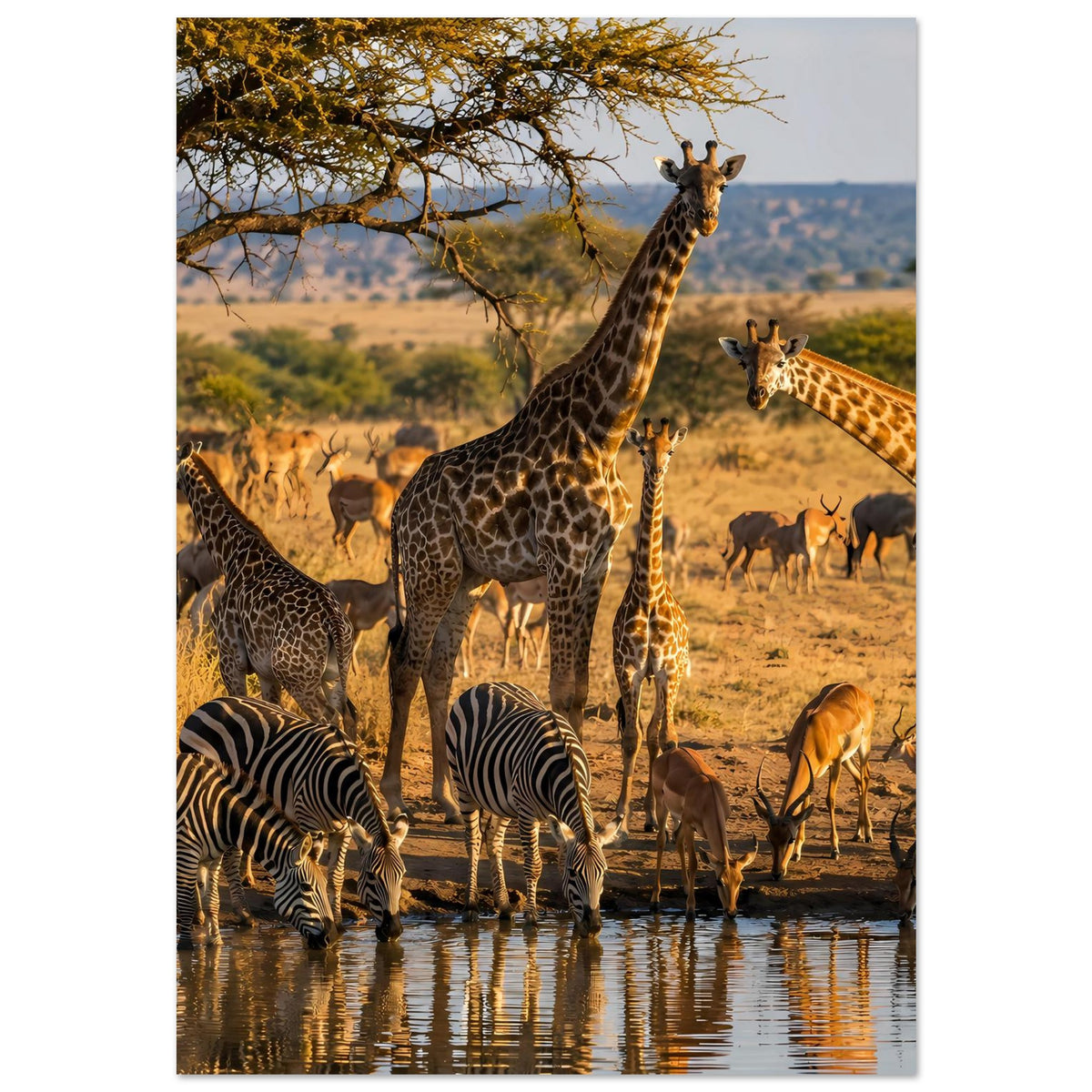 Poster mit Giraffenherde im Safari-Licht: Zebras und weitere Tiere an einer Wasserstelle