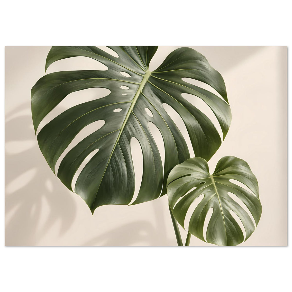 Poster mit Monstera-Blättern, großes Blatt links und kleines Blatt rechts angeschnitten