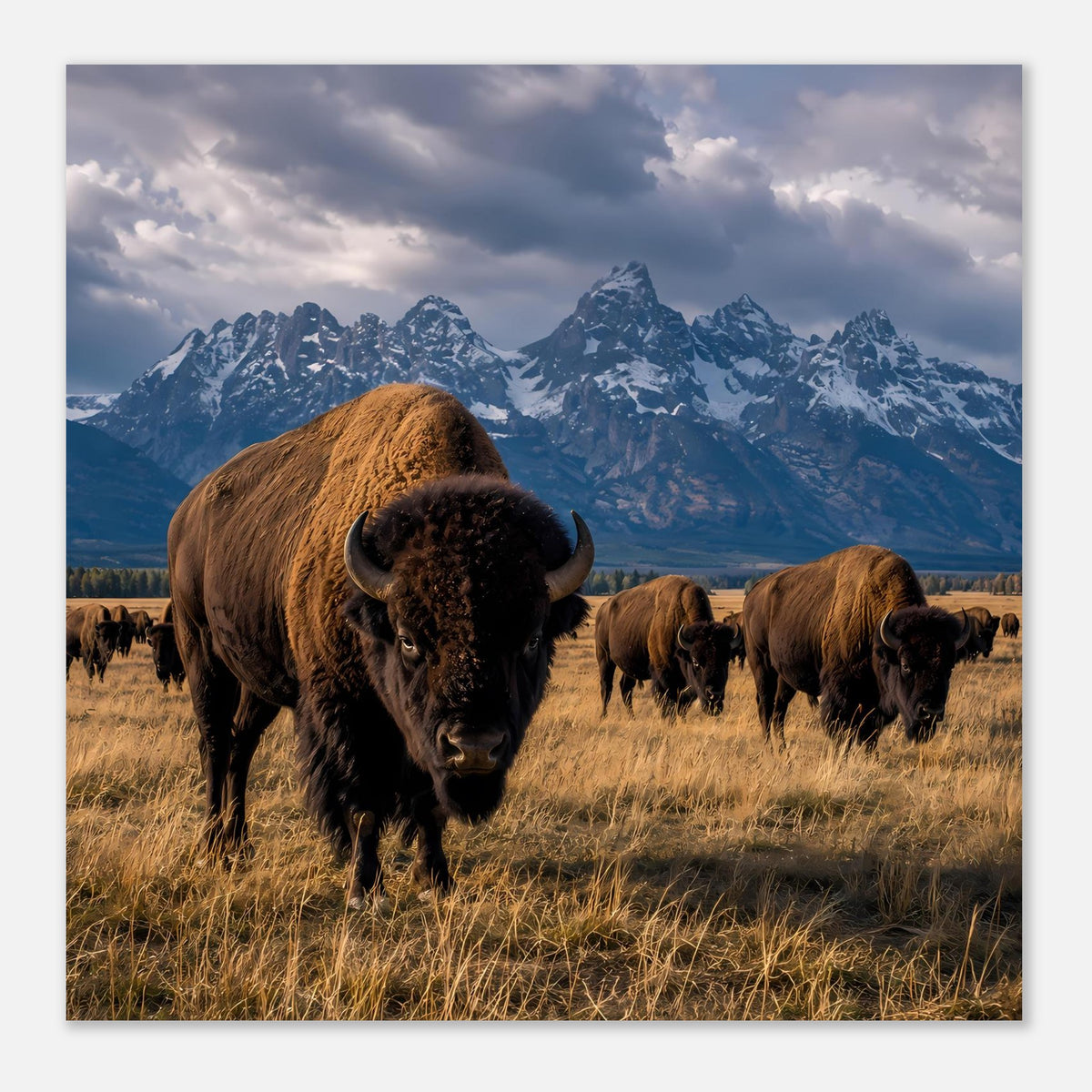 Poster mit Bisonherde: Vorderbison vor schroffen schneebedeckten Gipfeln