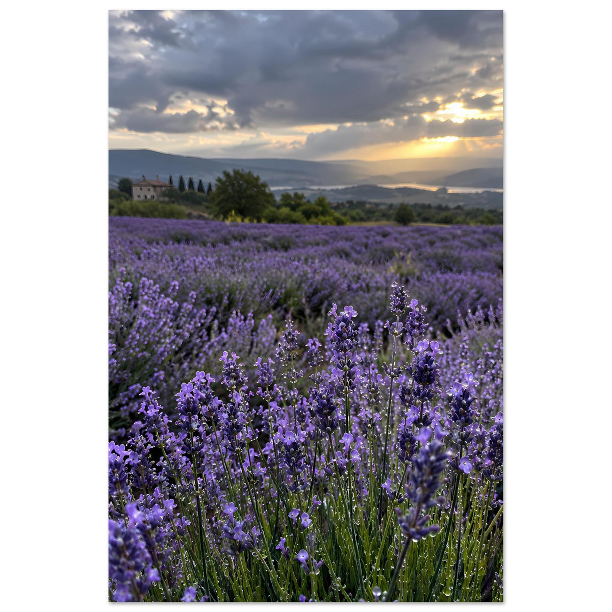 Poster mit Lavendelfeld in Violett, duftige Blüten und Landschaft bei Abendsonne