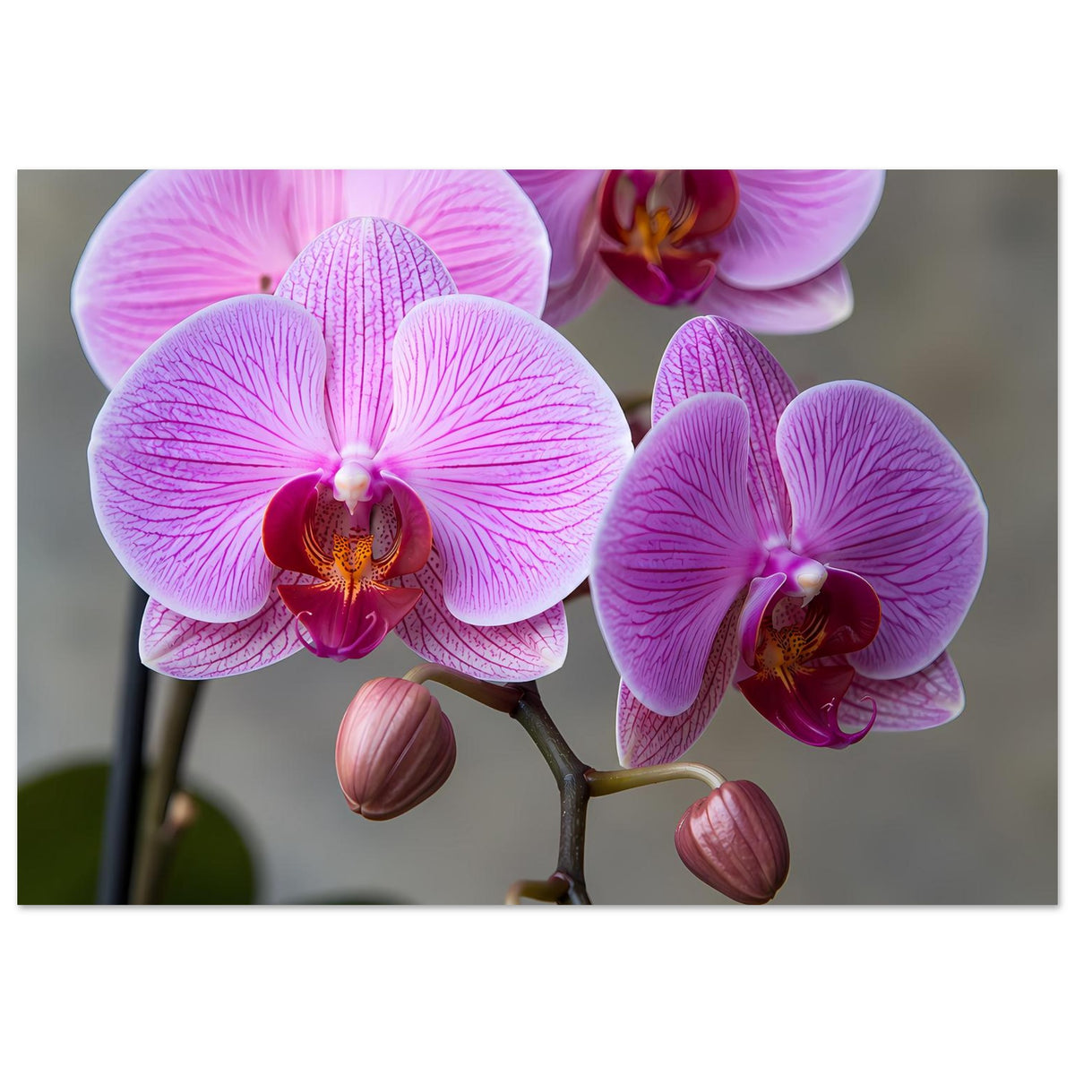 Orchideen-Poster mit lila-rosa Blüten und rosa Knospen an einem Ast, Nahaufnahme