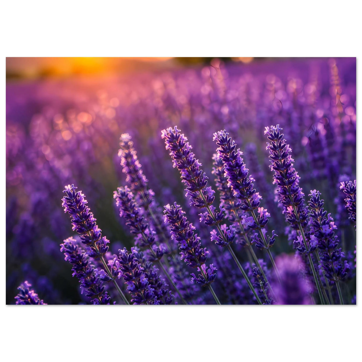 Lavendelblüten-Poster im Querformat, violette Blütenähren vor unscharfem Hintergrund