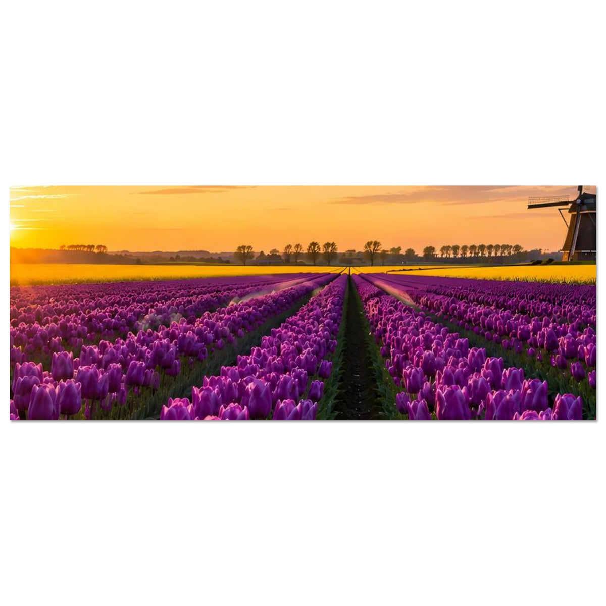 Horizontales Poster mit violetten Tulpenfeldern und Sonnenuntergang