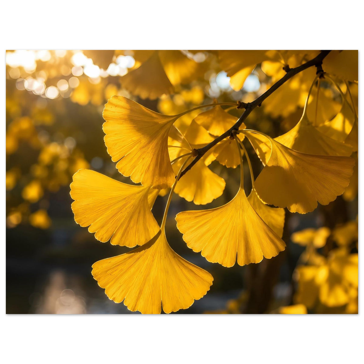 Botanisches Poster zeigt gelb-goldene Ginkgoblätter an dunklem Ast