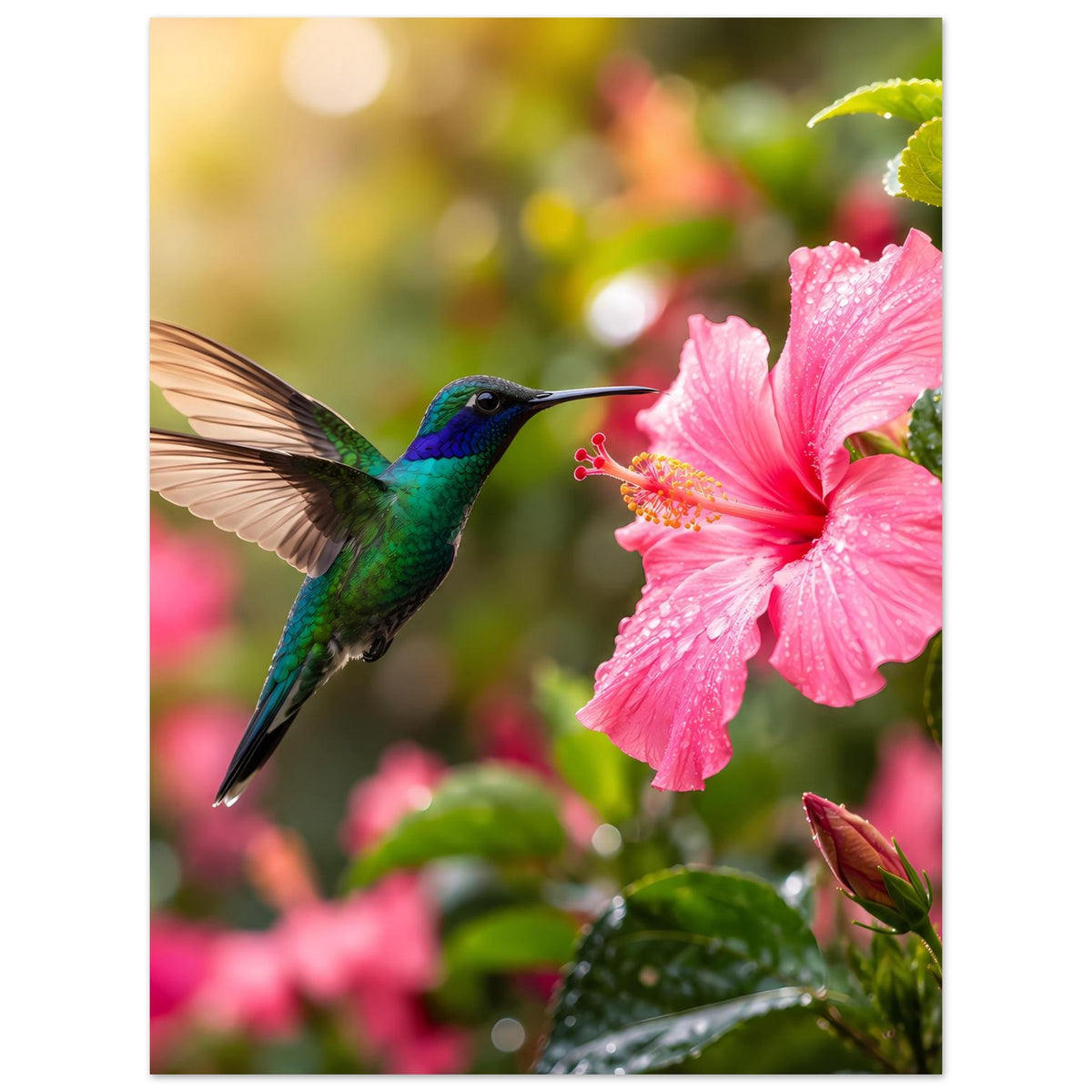 Poster mit Kolibri im Flug und pinkem Hibiskus vor grünem Blätterwerk
