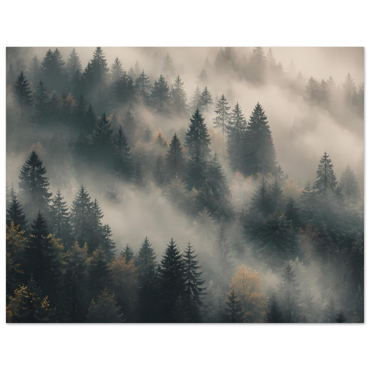 Poster mit Tannenwald und Nebelschwaden, weiche Übergänge und zurücktretende Baumreihen
