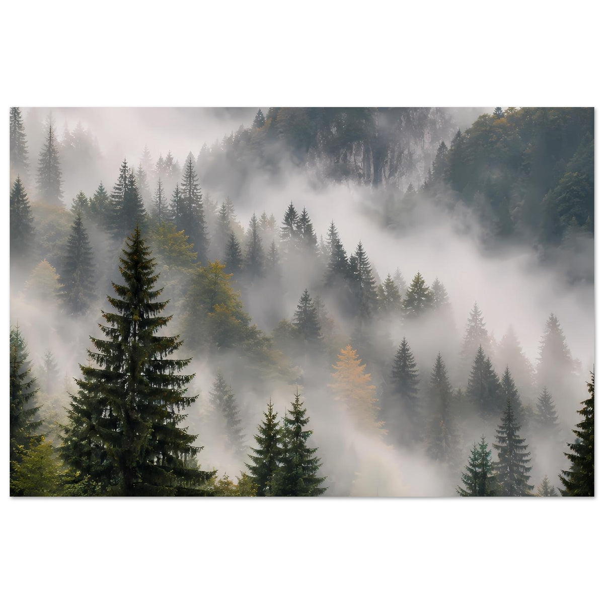 Waldposter mit Tannen und Nebelschwaden, ruhige Waldlandschaft mit Bergen