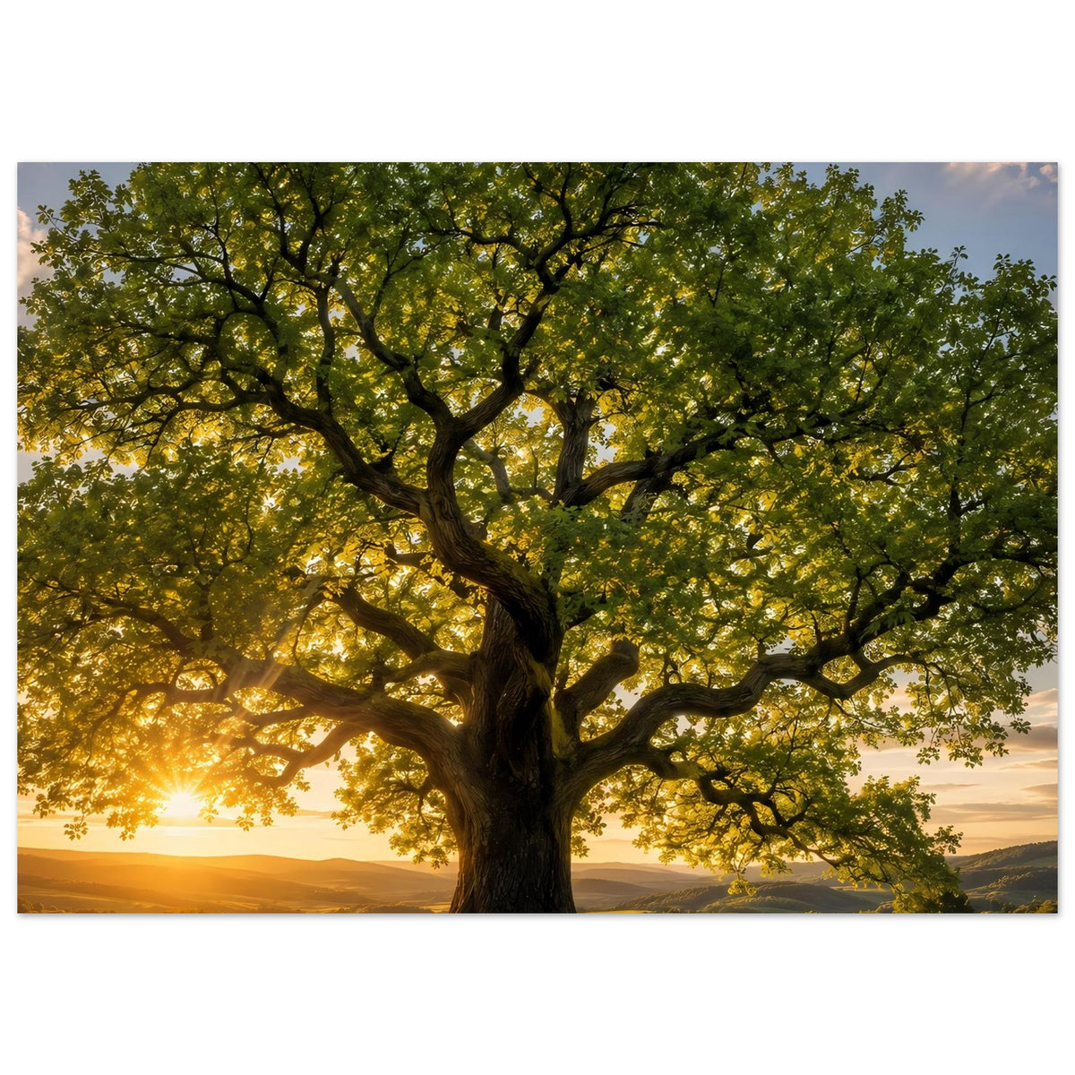 Poster mit mächtigem Baum, grüner Laubkrone und leuchtendem Sonnenaufgang am Horizont