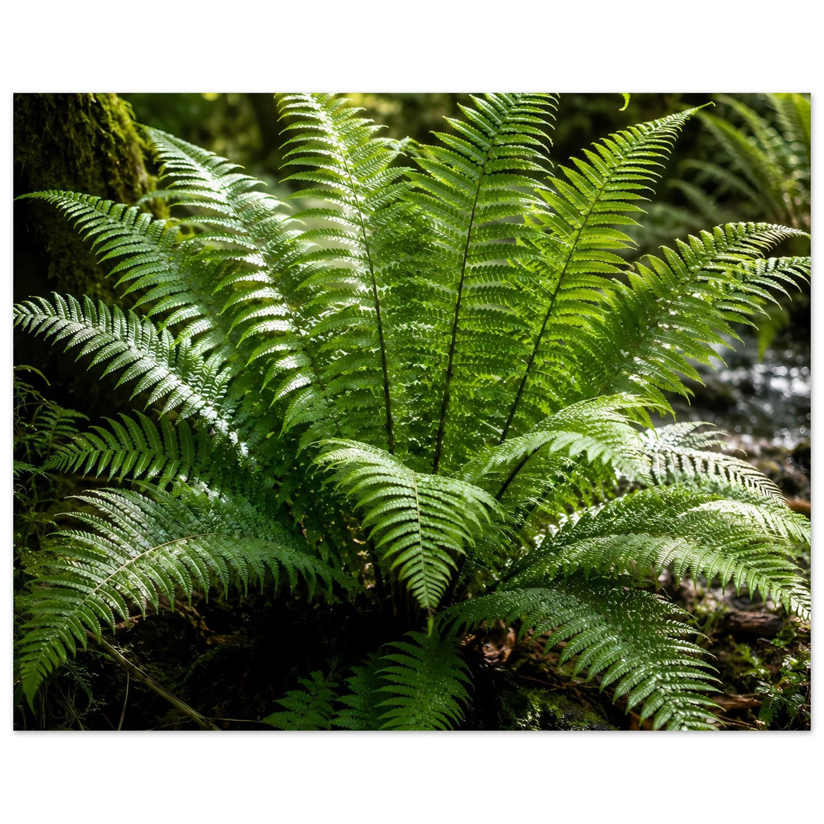 Botanisches Naturposter mit grünen Farnwedeln, kräftige Wedel nach oben ausgerichtet