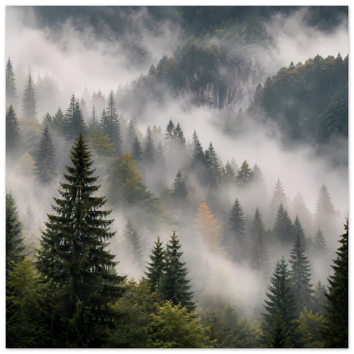 Poster mit Waldkiefern im Nebel, tiefer Blick in den Morgenwald