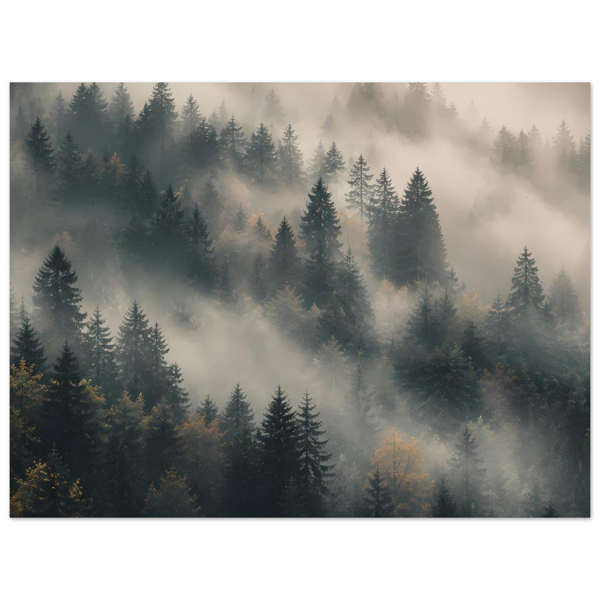 Waldposter mit Tannen und Nebel, weite Baumlandschaft mit klar erkennbaren Fichten