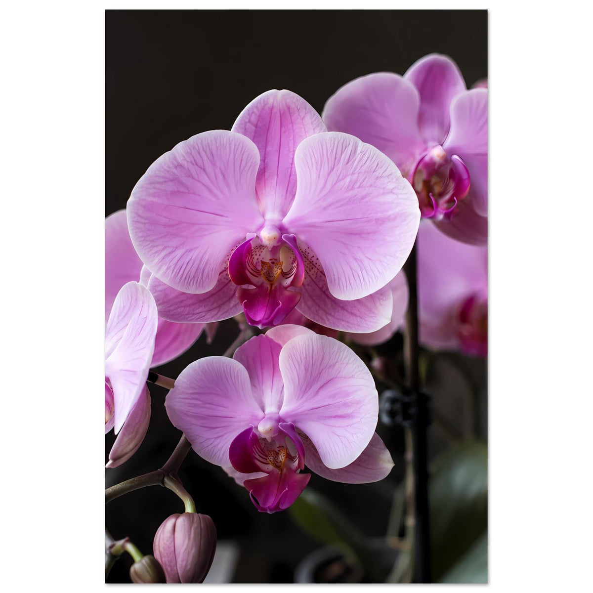 Poster mit pastellrosa Orchideenblüten im Hochformat, große Blüte zentral