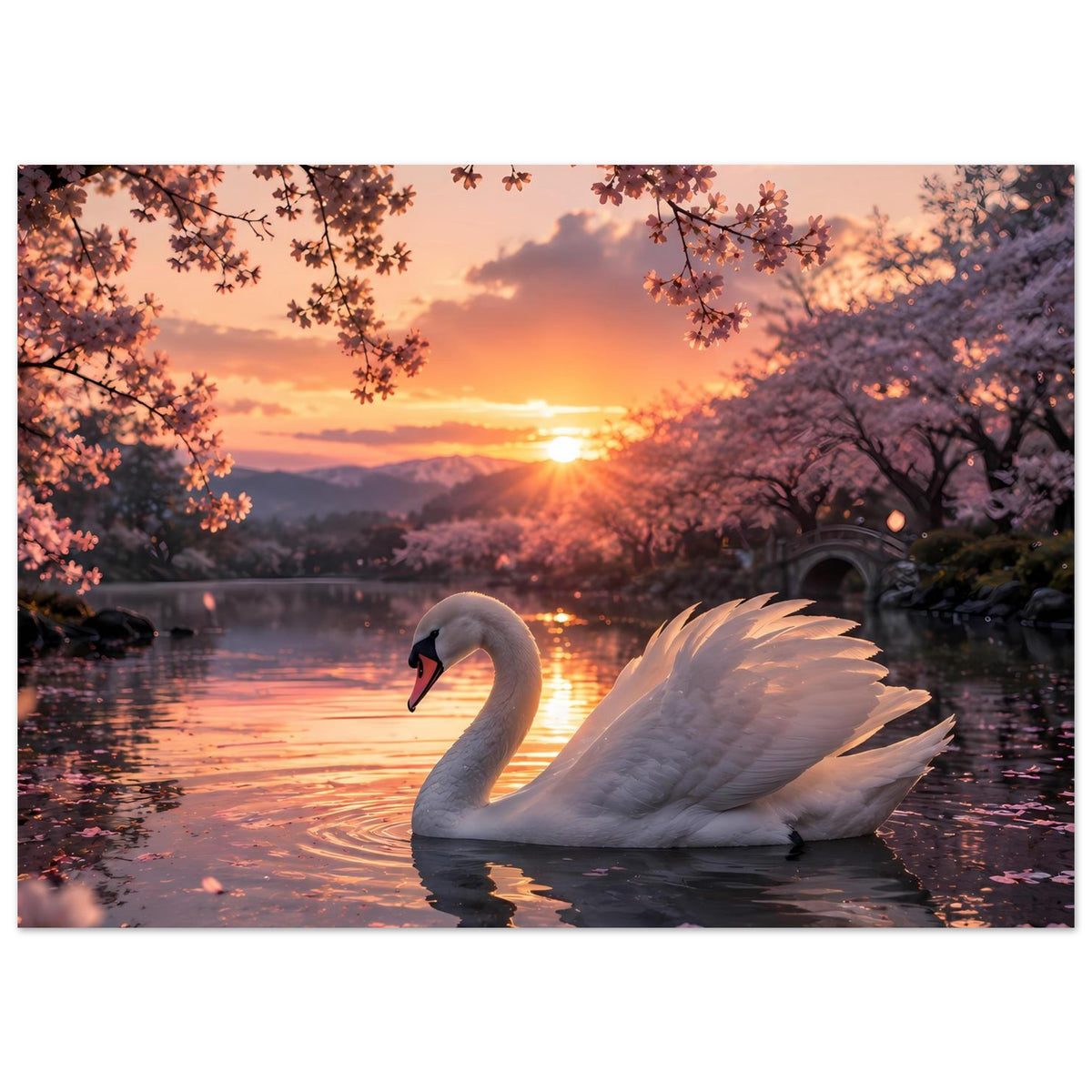 Poster im Querformat: weißer Schwan im See, spiegelnde Wasseroberfläche und blühende Äste
