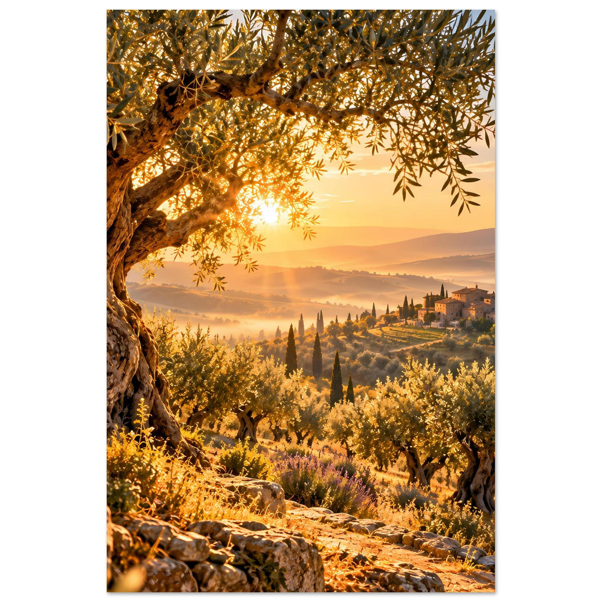 Vertikales Landschaftsposter: Sonnenaufgang, Olivenhain mit Steinvorgarten, Zypressen im Tal