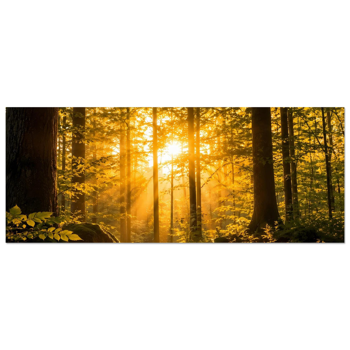 Horizontales Waldposter mit Sonnenaufgangslicht, Bäume und Pfad, warmes Gold auf mattem Print
