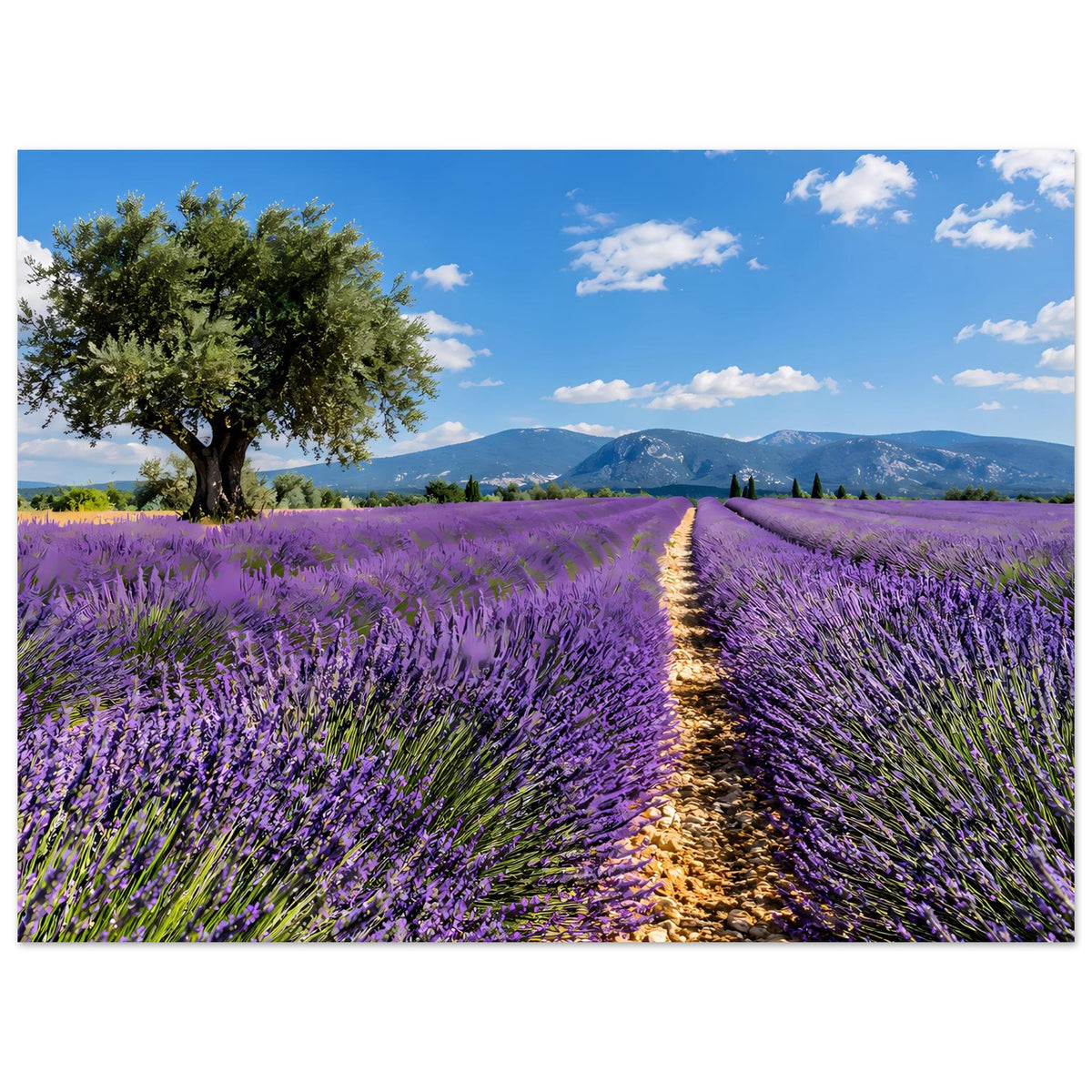 Lavendel-Wandbild: Reihenfelder mit mittigem Weg, Baum links, Berge und Wolken