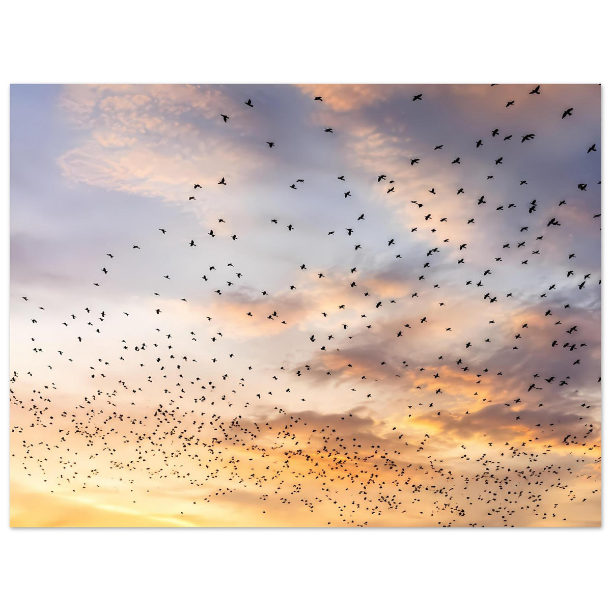 Kunstdruck-Poster (Querformat) mit Vogelschwarm über goldenem Abendhimmel