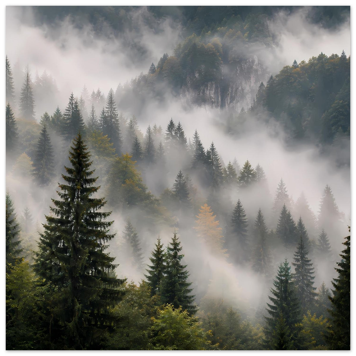 Waldposter mit Tannen und Nebel, weiche Übergänge in einer bergigen Landschaft