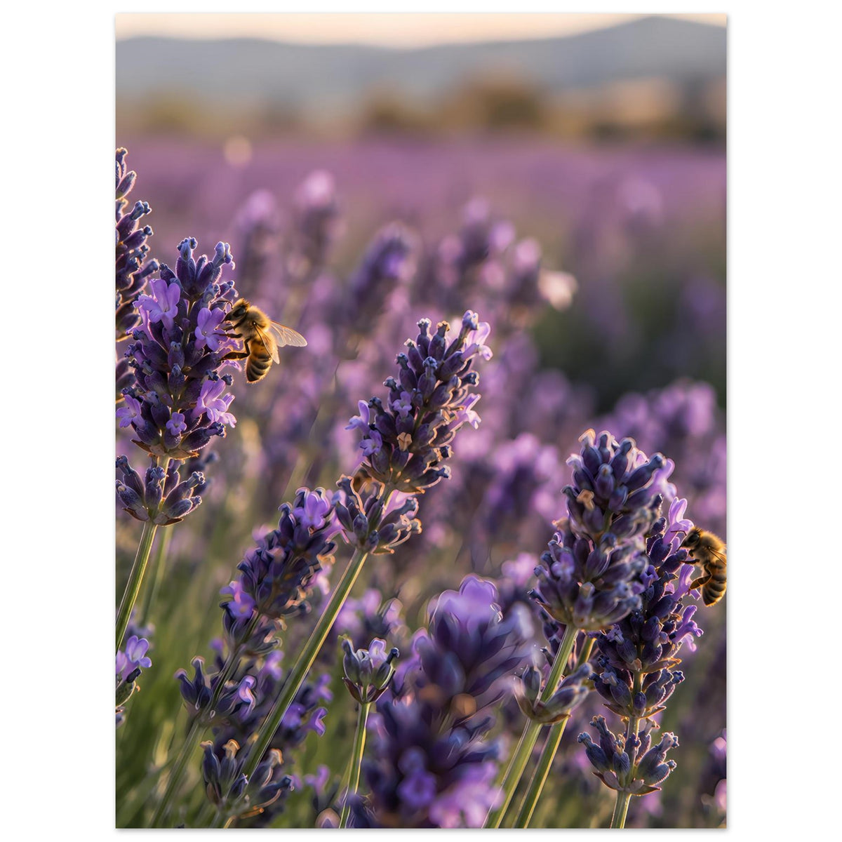 Lavendelblüten-Poster, vertikaler Ausschnitt mit lila Blütenrispen und Biene