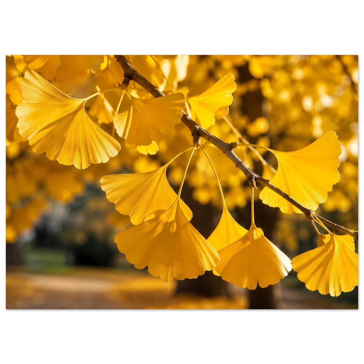 Rahmenposter mit goldenen Ginkgo-Blättern am Ast, breite Ansicht