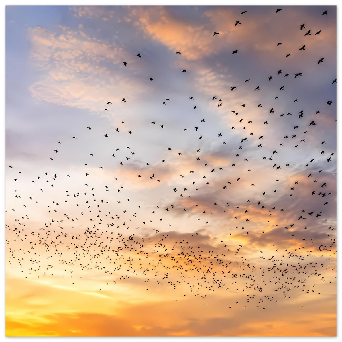 Kunstdruckposter mit Vogelschwarm am Sonnenuntergang, goldene Wolken und schwarze Vögel
