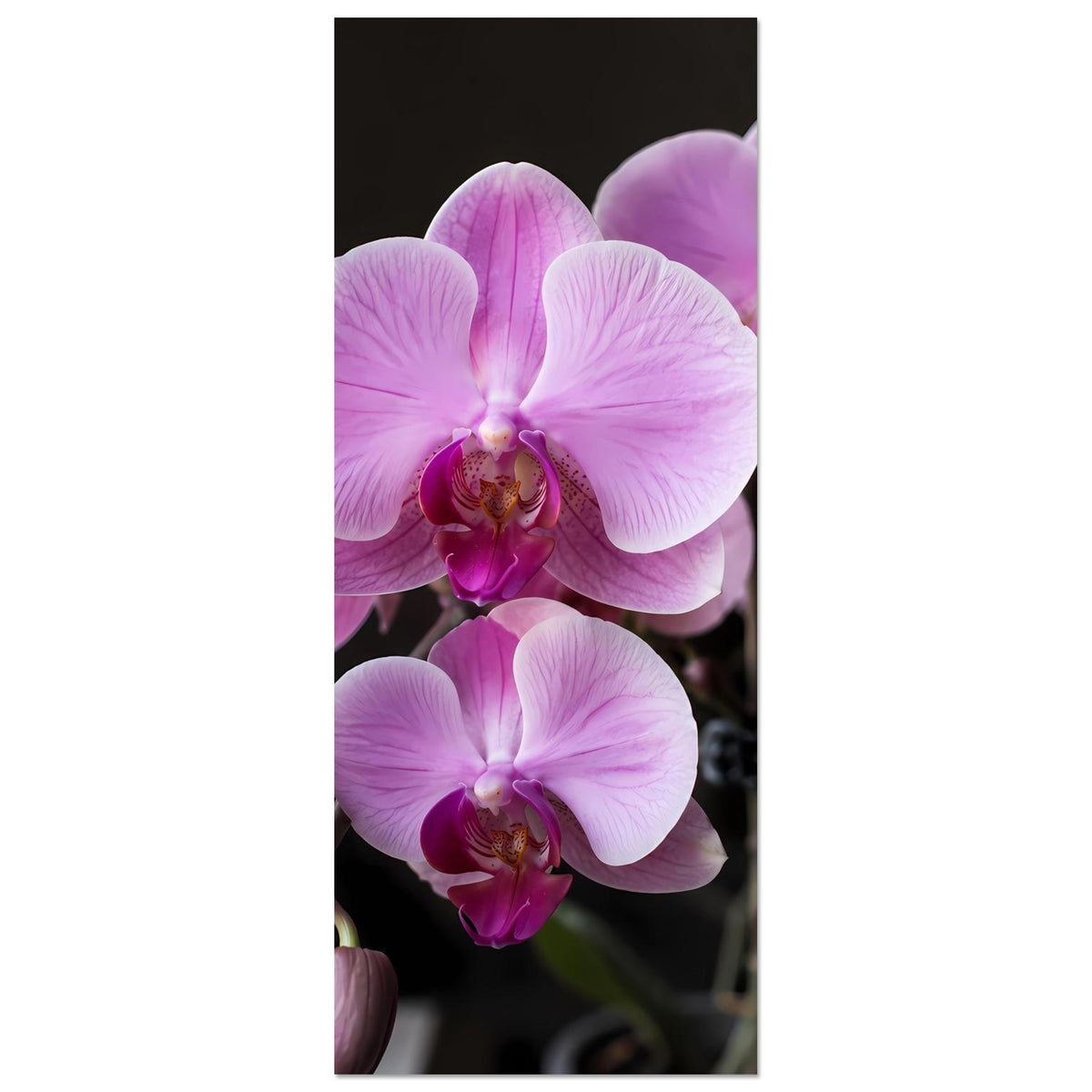 Hochkant-Orchideenblüten-Poster mit zwei großen lila-rosa Phalaenopsisblüten, Ausschnitt