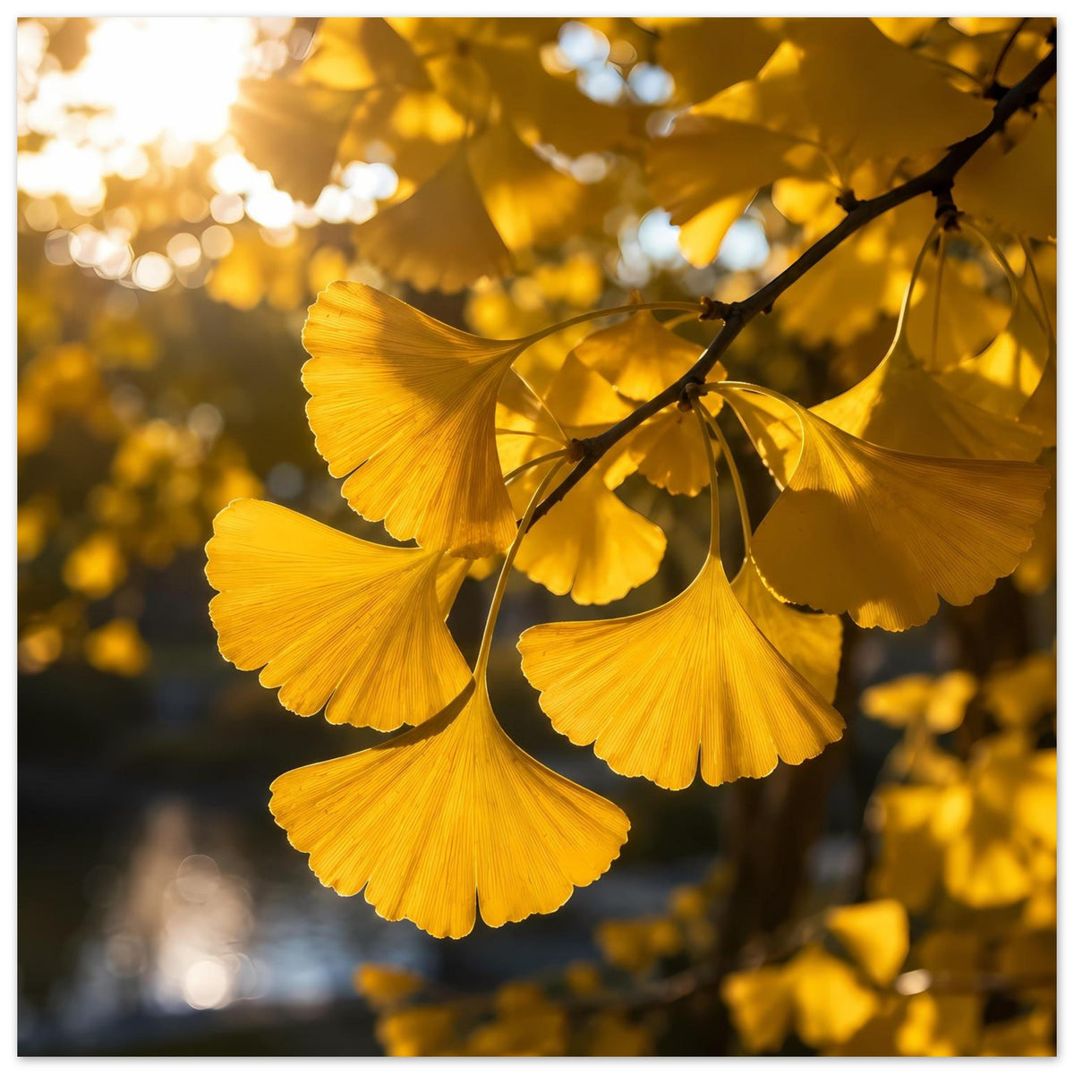 Botanisches Poster mit goldenen Ginkgoblättern am dunklen Zweig, hängende Blätter