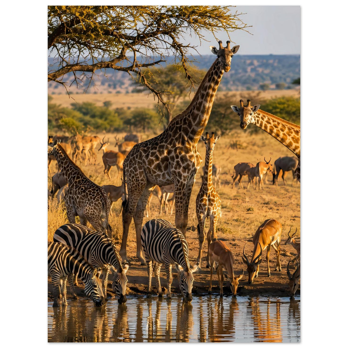 Poster mit Tiermotiv: Giraffen und Zebras an der Tränke, Antilopen im Hintergrund warm