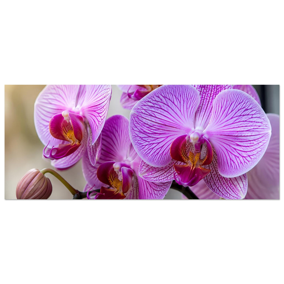 Orchideenposter: lila-pinke Orchideenblüten, breiter Panoramaausschnitt