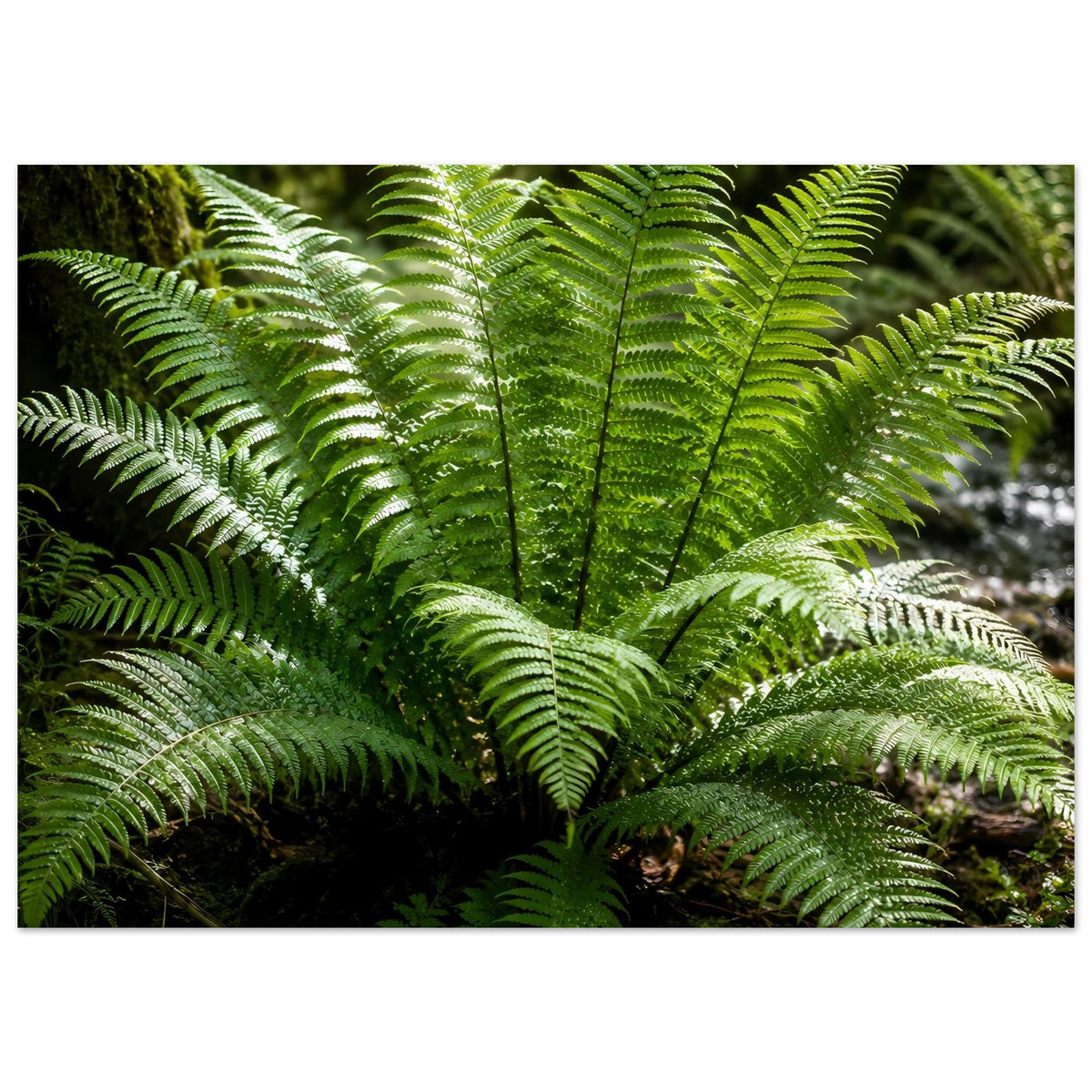 Botanisches Naturposter mit grünen Farnwedeln, zentrales Wedelbüschel im Bild