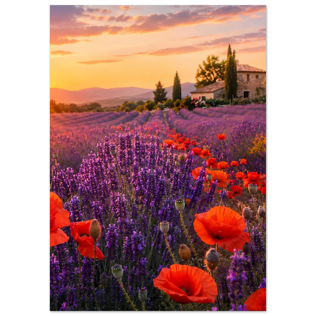 Floraler Landschaftsposter im Hochformat: Lavendelfeld mit roten Mohnblumen und Haus im Dämmerlicht