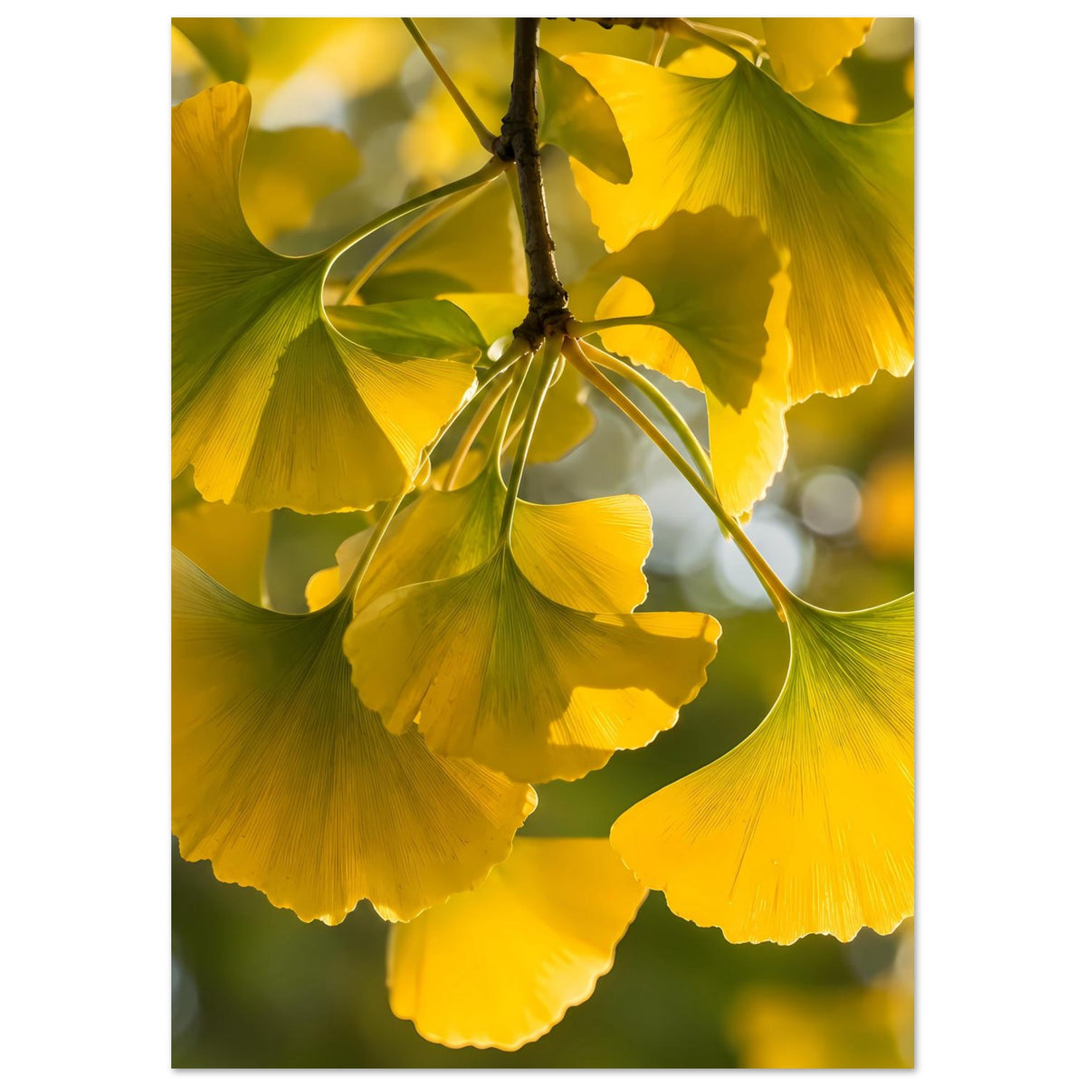 Poster mit gelben Ginkgoblättern und Zweig, enger Ausschnitt im Hochformat