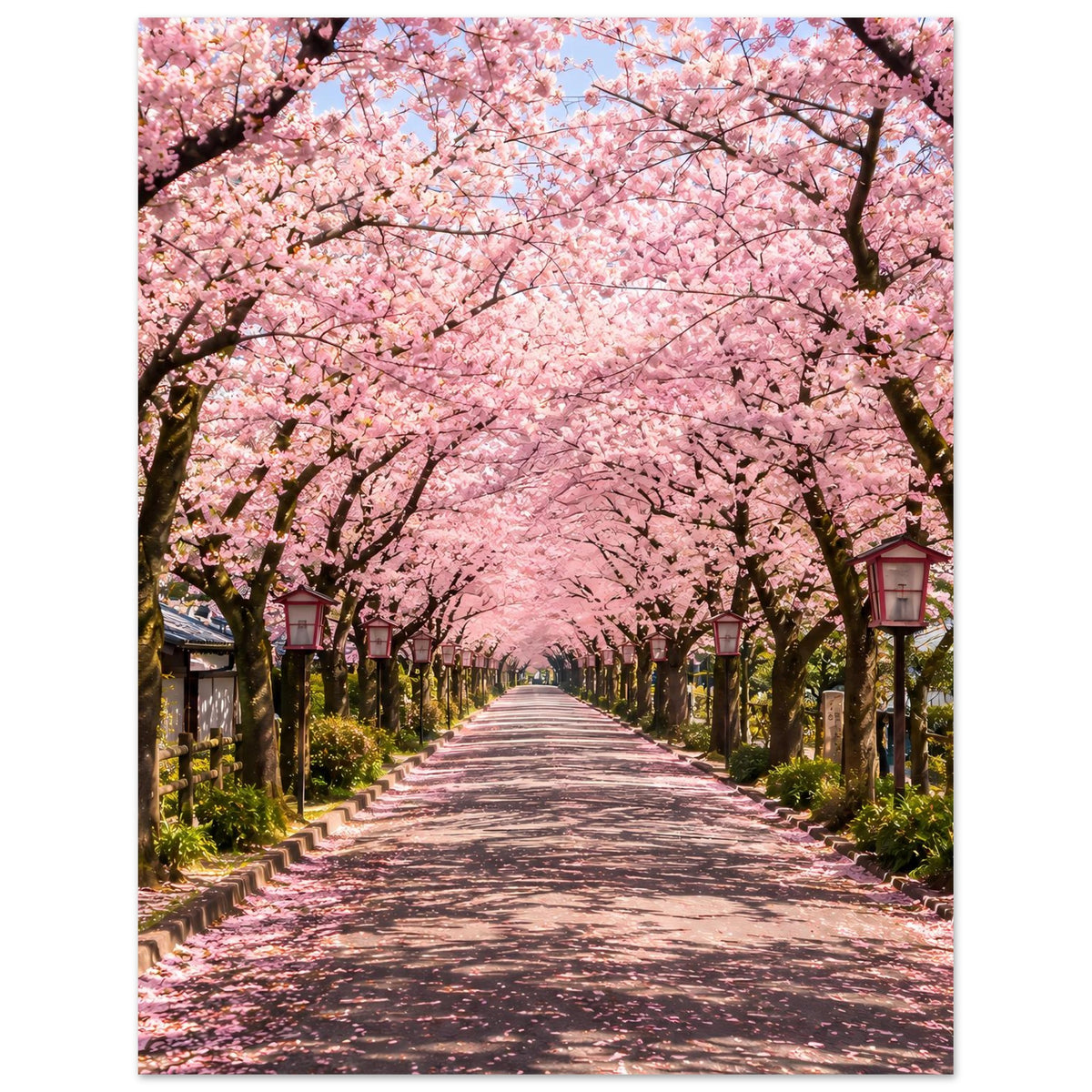 Kirschblüten-Allee Poster mit rosa Blütenbäumen, geradem Weg und Laternen